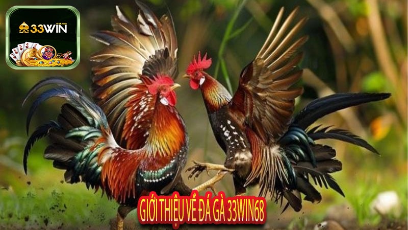 Giới Thiệu Về Đá Gà 33Win68