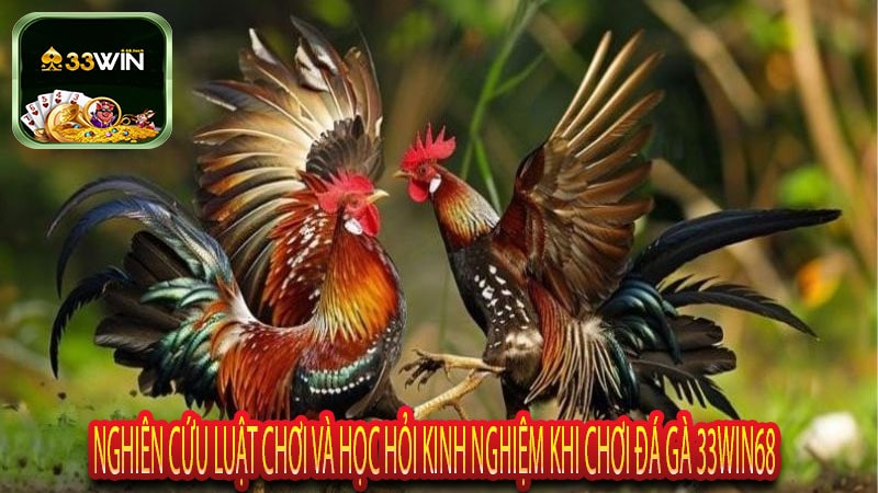 Nghiên Cứu Luật Chơi Và Học Hỏi Kinh Nghiệm Khi Chơi Đá Gà 33Win68